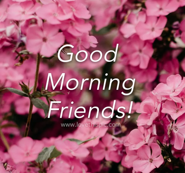 Pink Flowers Good Morning Friends