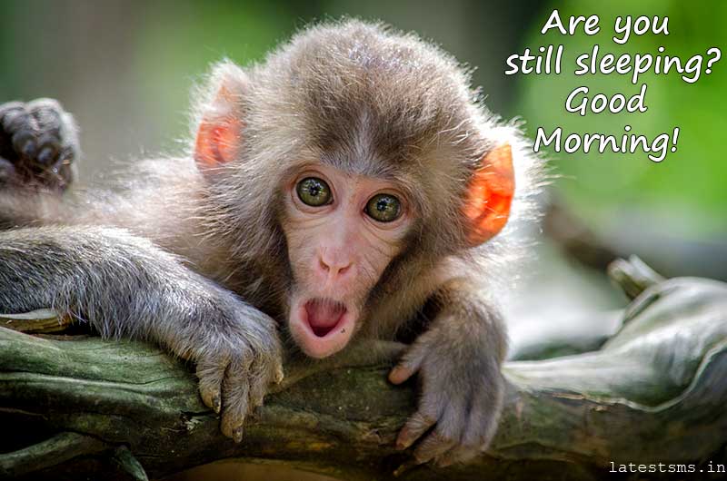 70+ Popular Funny Good Morning Wishes And Images For Friends - Good Morning  Wishes