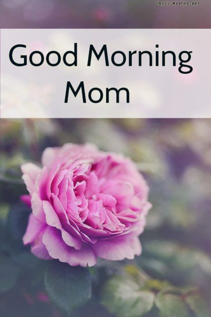 Good morning mom 4
