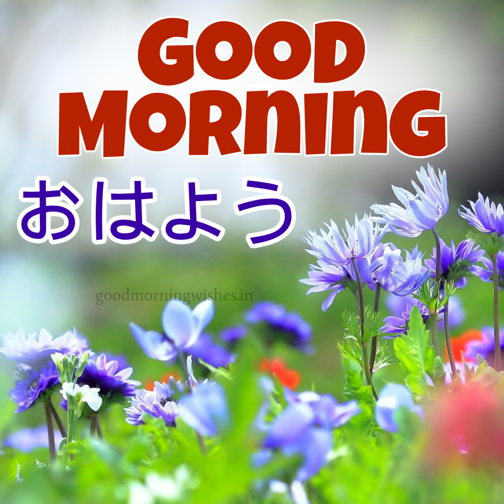 Good Morning In Japanese (おはよう) – Wishes, Status & Images