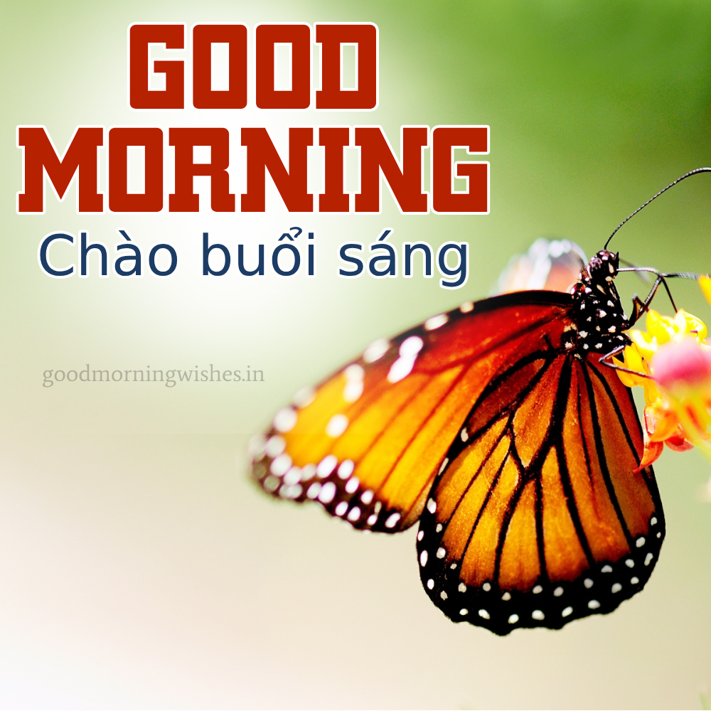 Good Morning Wishes and Images In Vietnamese