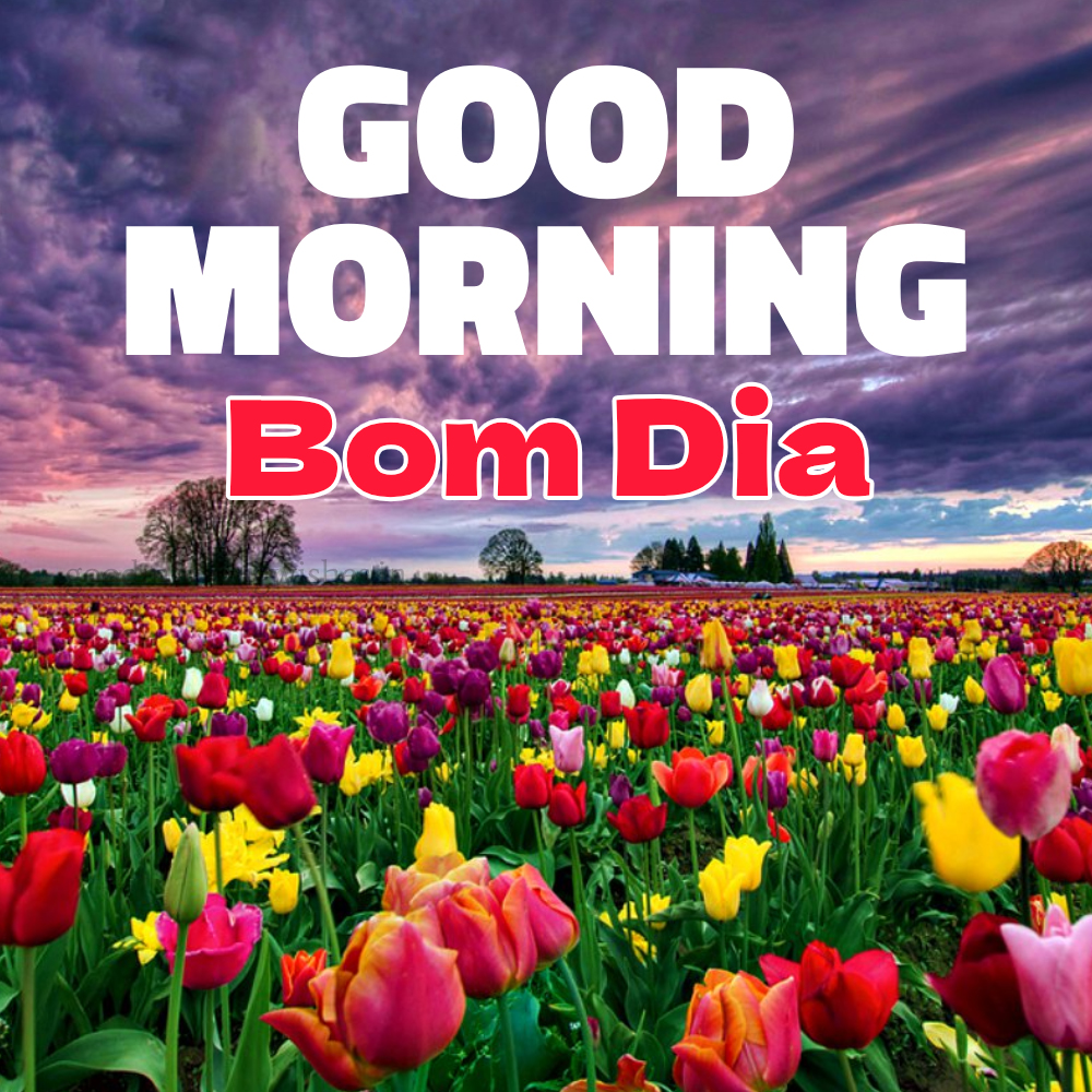 Good Morning Wishes In Portuguese (bom Dia) and Images