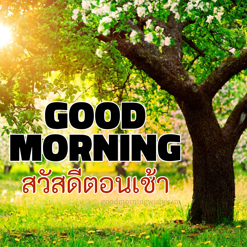 Good Morning Wishes In Thai and Images For Everyone