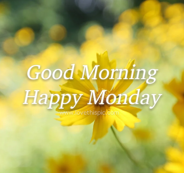 374915 Yellow Flower Petals Good Morning Happy Monday