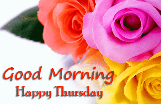 Colorful Roses Good Morning Happy Thursday Image