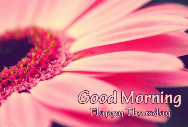 Cool Flower Good Morning Happy Thursday Photo 1024x695