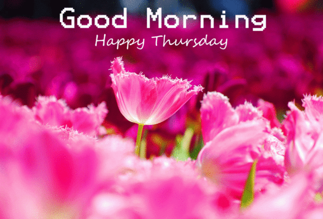 Good Morning Happy Thursday Pink Tulips Image 1024x696