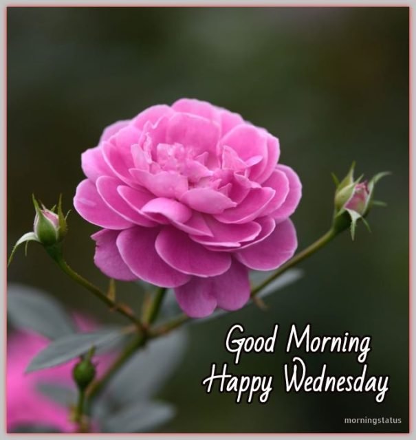 Good Morning Wednesday