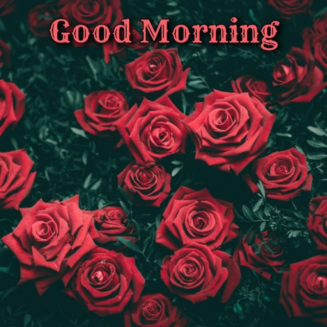 Good Morning Images With Red Rose Flower