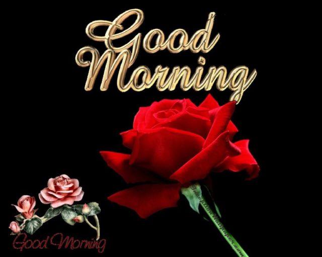 Good Morning Red Rose Wg017038
