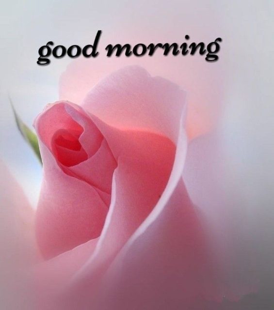 Good Morning Rose3