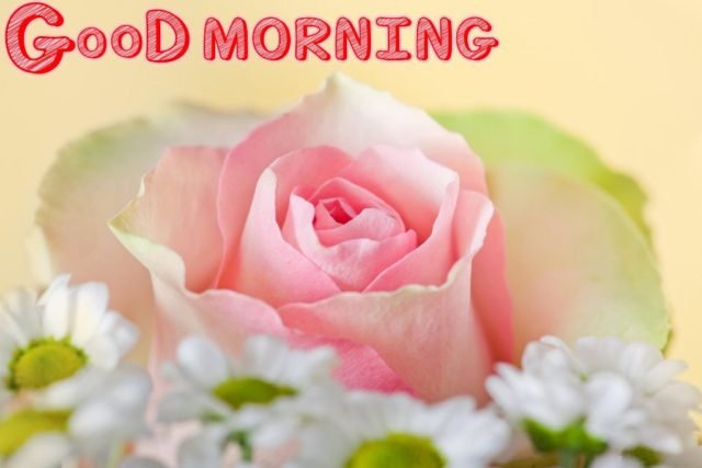 Good Morning With Pink Rose Wm13085
