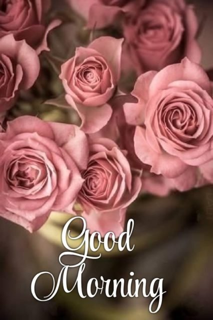 Pink Rose Good Morning Img1