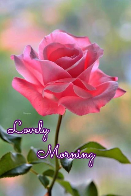 Pink Rose Good Morning5