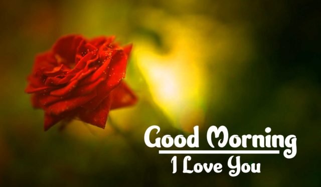 Red Rose Good Morning Images Hd Download 17