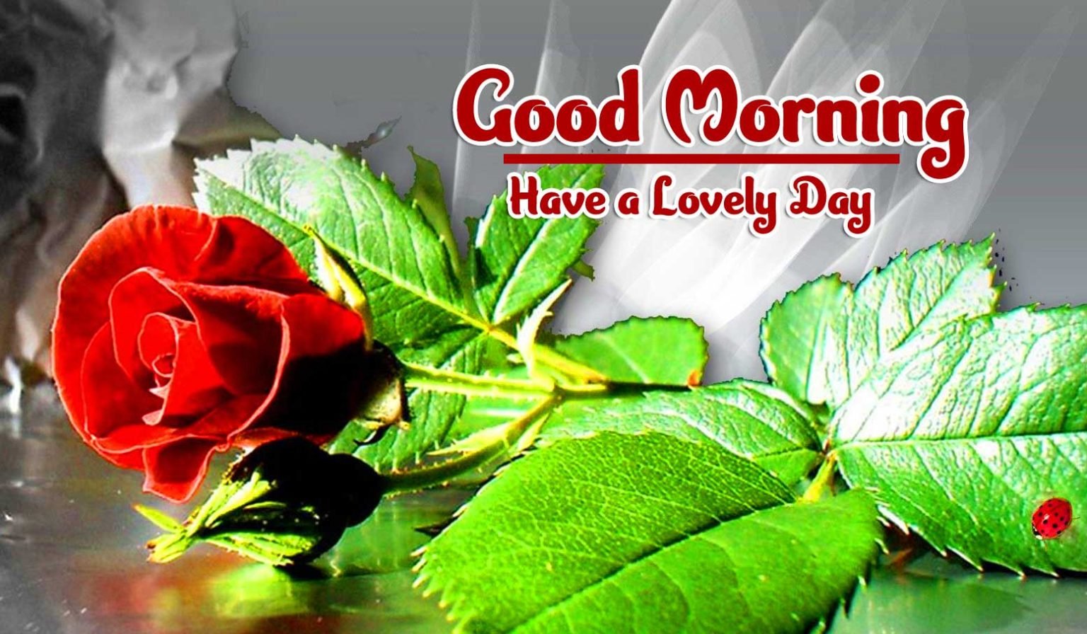 180+ Great Good Morning Rose Images and Wishes Good Morning Wishes