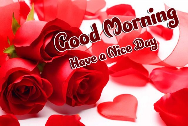 Red Rose Good Morning Images Hd Download 52