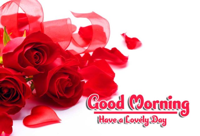 Red Rose Good Morning Images Hd Download 8