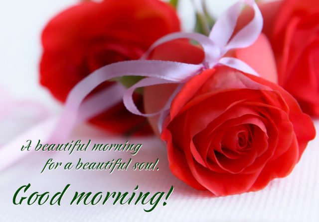 Good Morning Rose