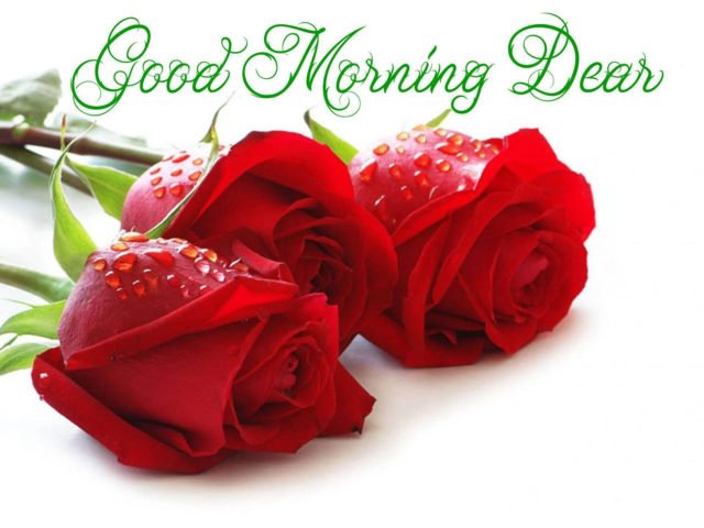 Good Morning My Love Rose Greetings4