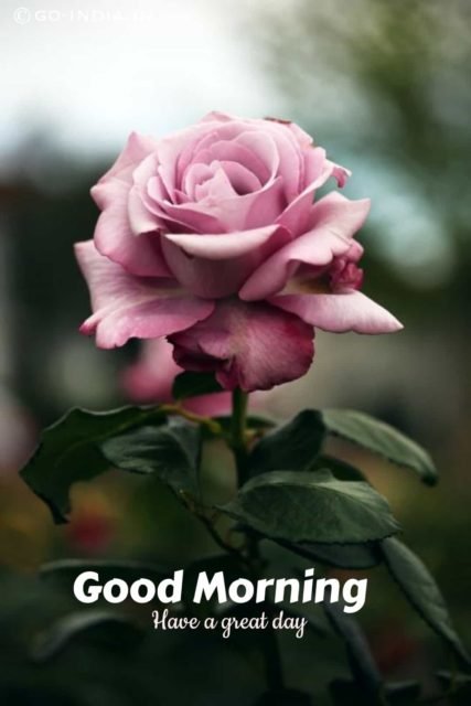 Good Morning Rose Image
