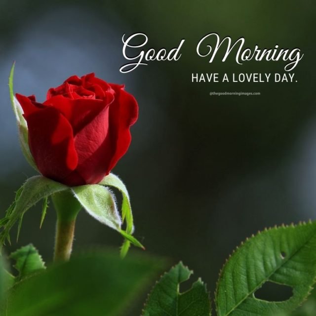 Good Morning Rose Images 2