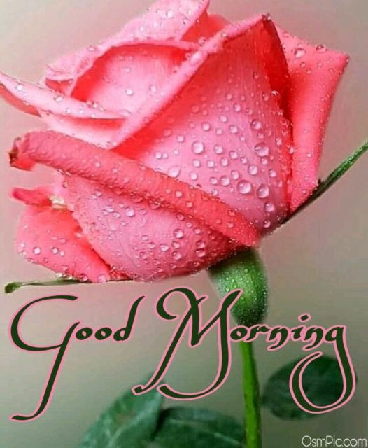 Good Morning With Rose5