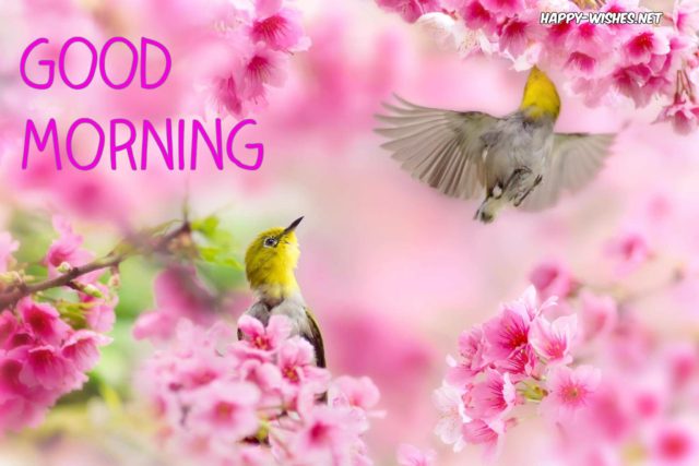 174 1742600 Good Morning Nature Images Birds In Beautiful Spring