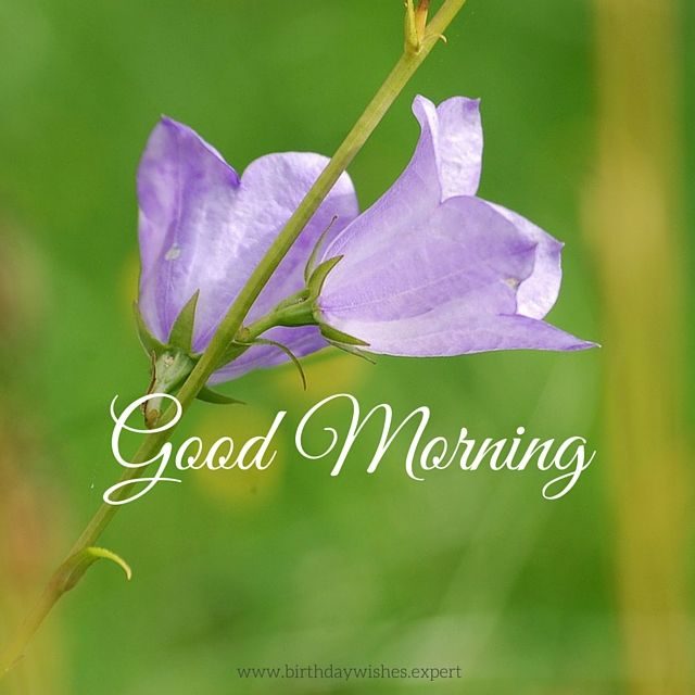 204929 Good Morning Image With Purple Flowers