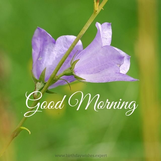 204929 Good Morning Image With Purple Flowers