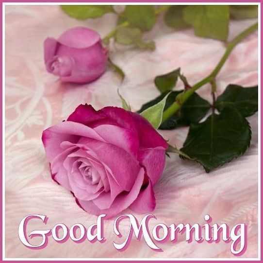 353688 Beautiful Pink Morning Rose