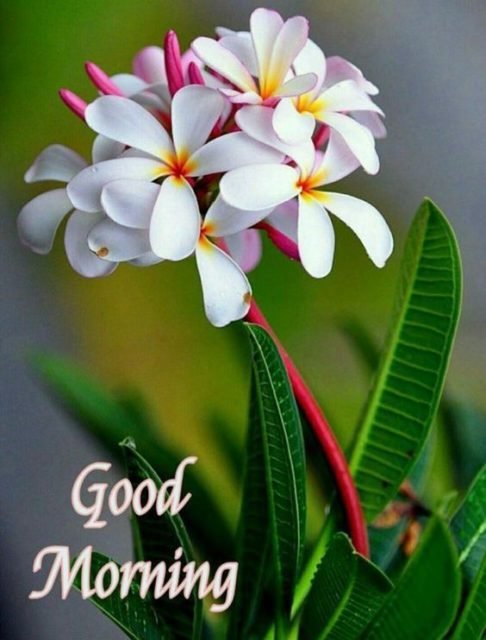 Amazing Beautiful Morning Pictures With Wishes And Good Morning Images Good Morning Beautiful Images