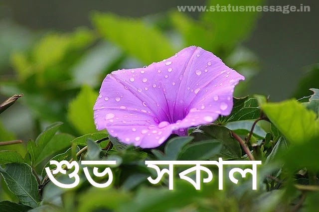 Bangla Good Morning Hd Photo