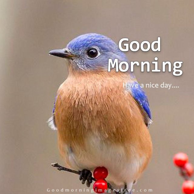 Cute Good Morning Images With Birds Free Download