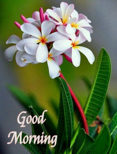Flower Good Morning Images14