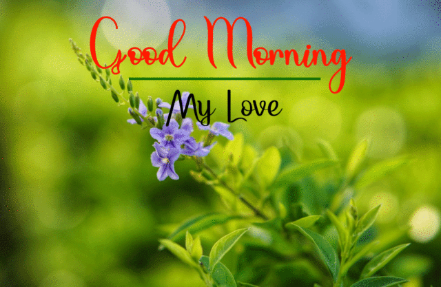 Flower Good Morning Photo Hd Download