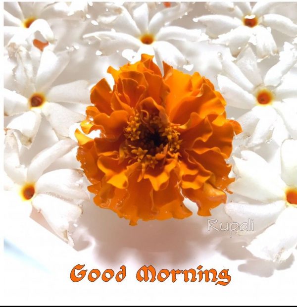 Flower Happy Good Morning Photos Greetings Images