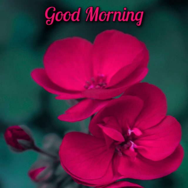 Free Good Morning Flower Images Pics Hd Downlaod