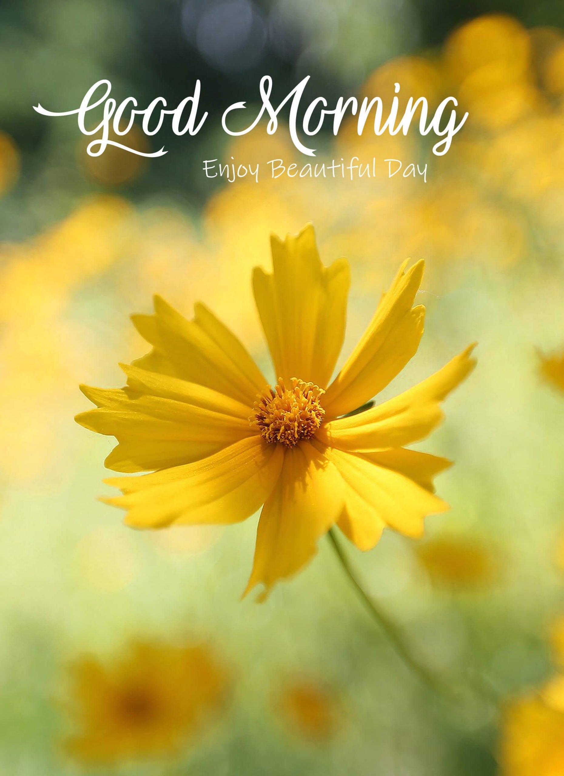 Free Good Morning Images Wallpaper Pics Download Scaled