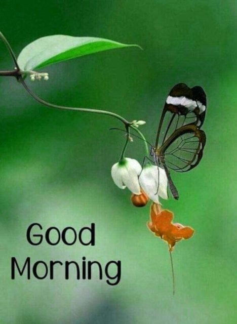 Free Nature Good Morning Pics