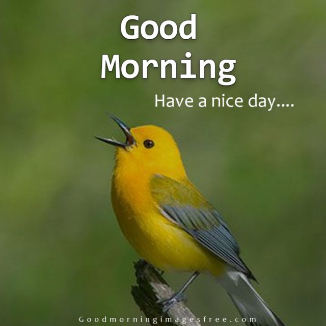 Good Morning Beautiful Birds Image For Whatsapp