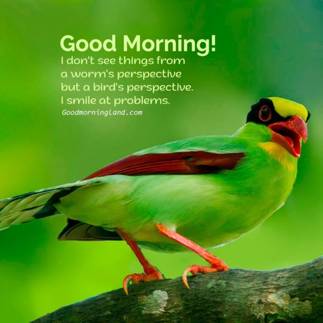 Good Morning Bird Images 11
