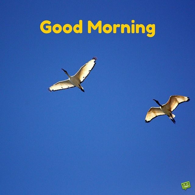 Good Morning Bird Images 5