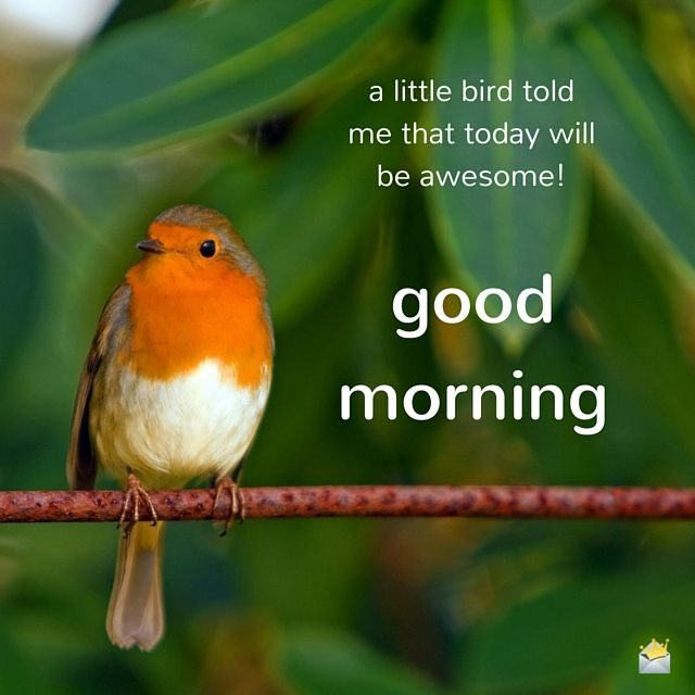 Good Morning Bird Images 6