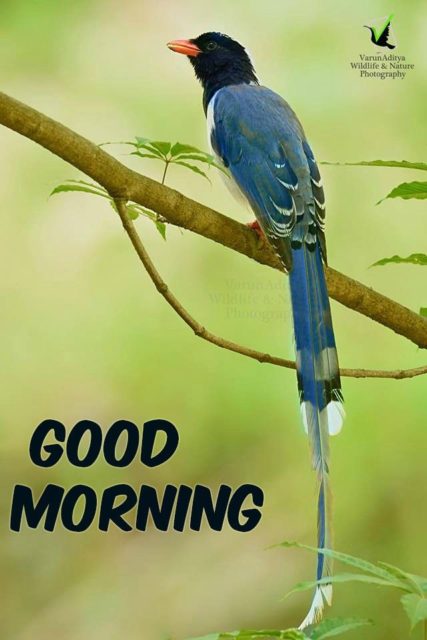 Good Morning Bird Images 9