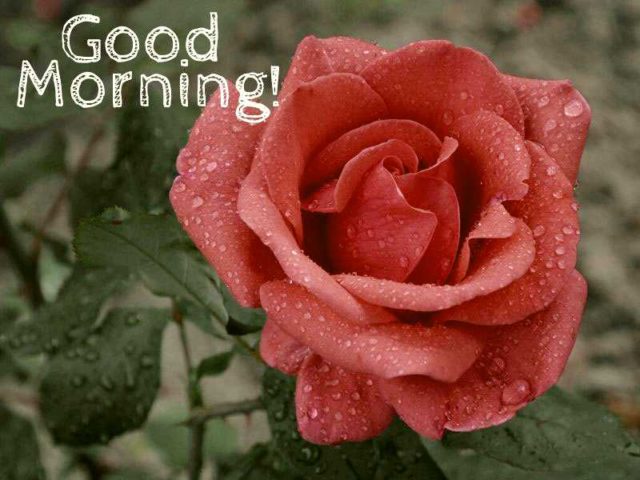 Good Morning Flowers Images 20