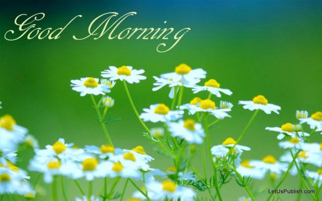 Good Morning Flowers Wallpaper 1024x640
