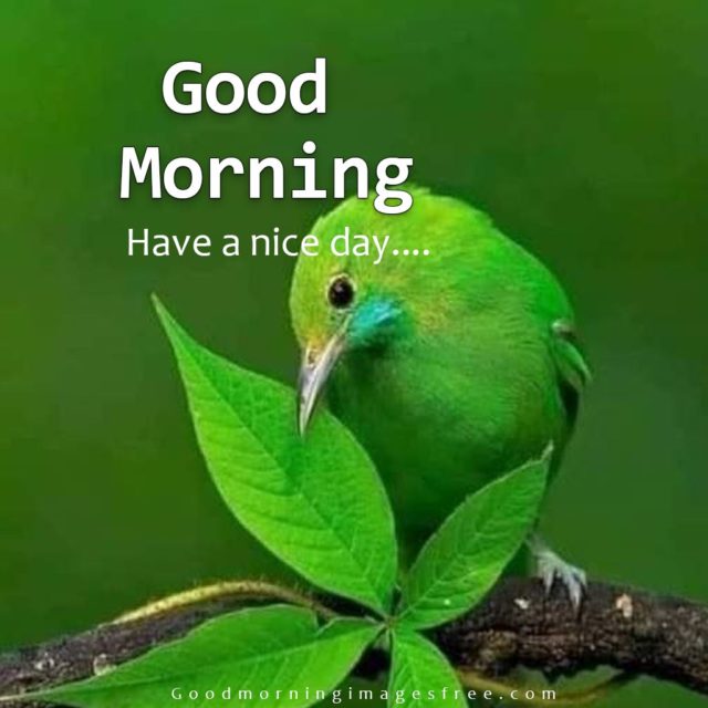 Good Morning Green Beautiful Bird Picture Hd