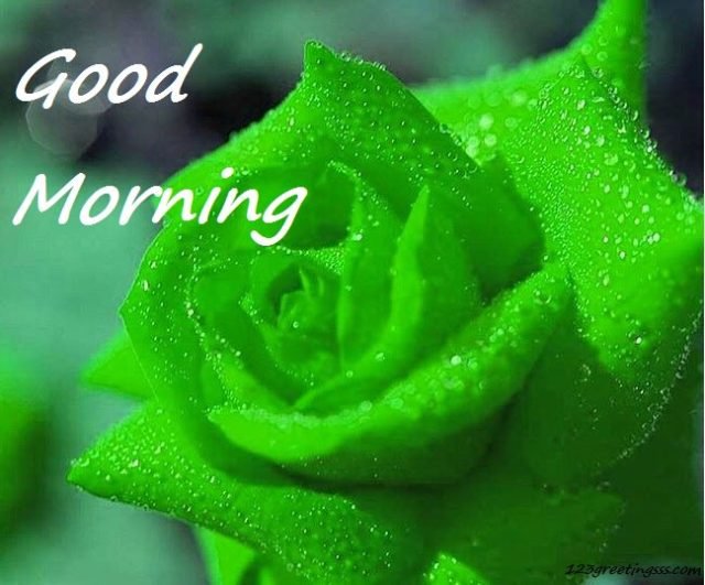Good Morning Green Rose Wg16179