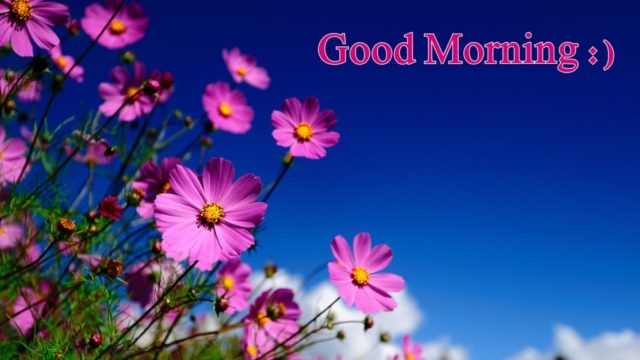 Good Morning Hd Flowers Wallpaper Download 1024x576